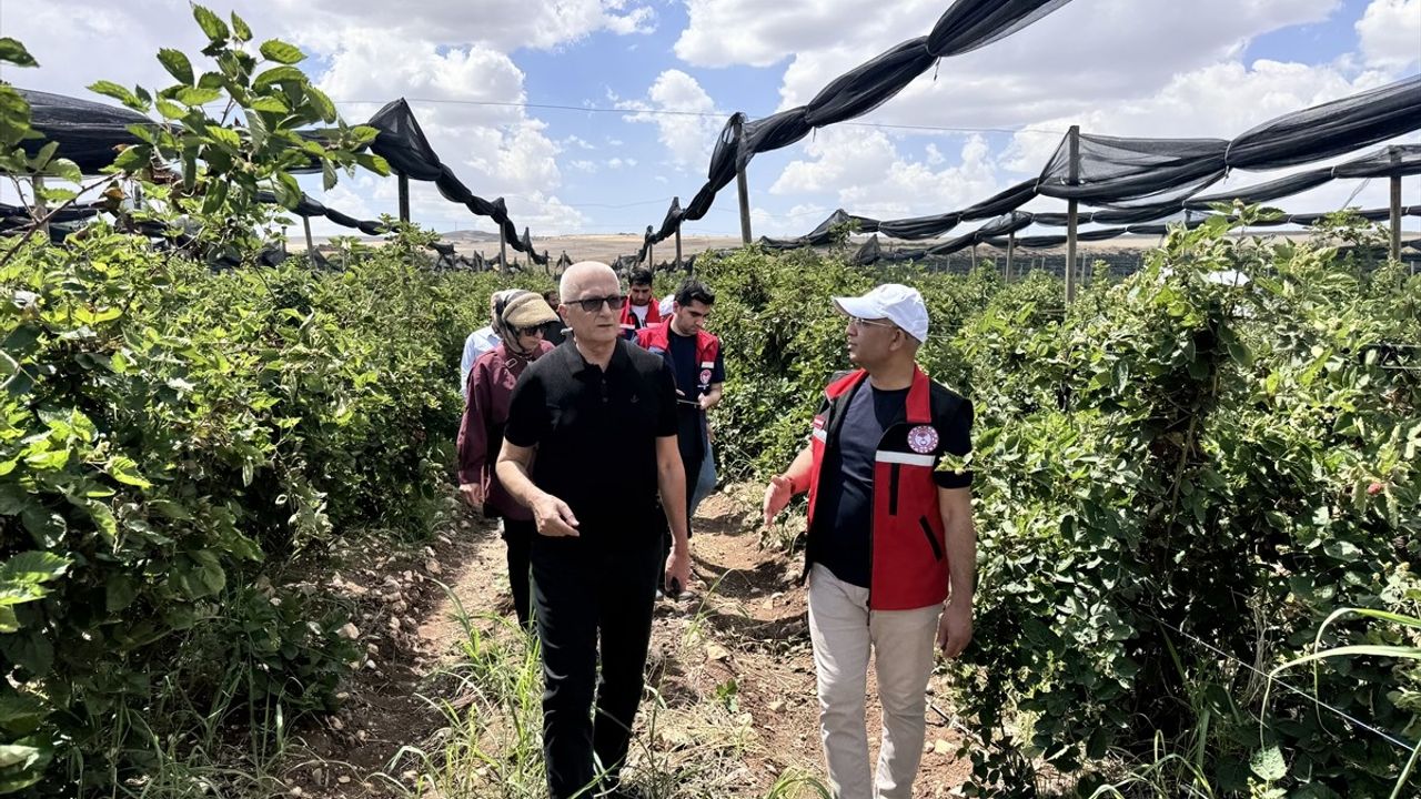 Siirt'te 34 Milyon Lira Destekle Böğürtlen Üretimi Artıyor