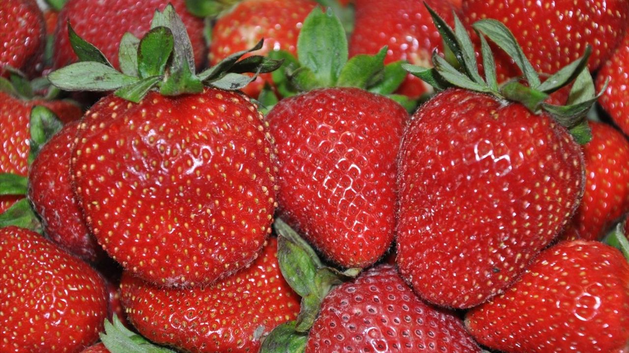 Silifke Çileğinde Hasat Dönemi Devam Ediyor