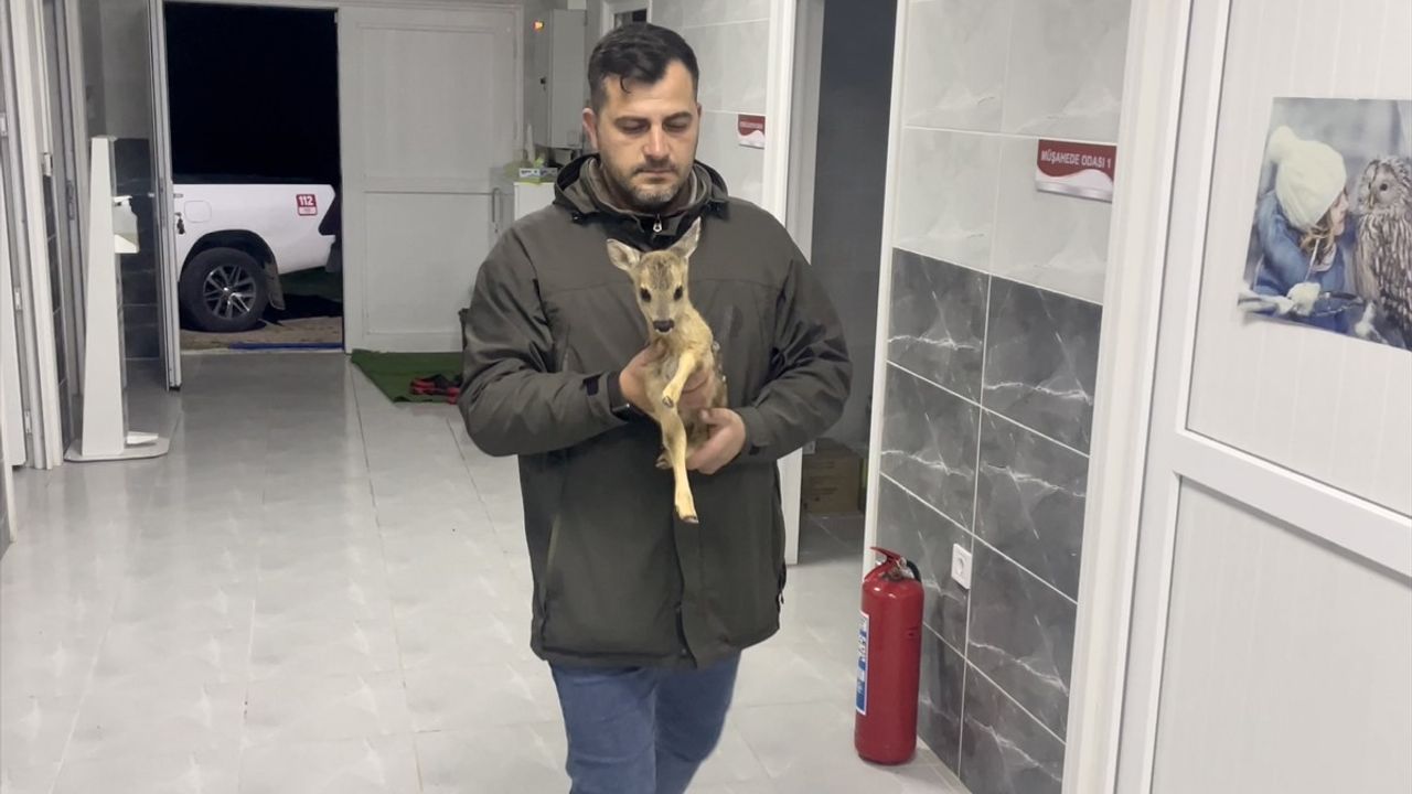Sinop'ta Anneden Ayrılan Yavru Karaca Kurtarıldı