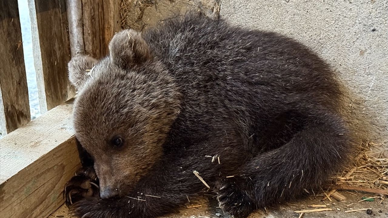 Sinop'ta Anneden Uzak Bir Yavru Ayı Koruma Altına Alındı