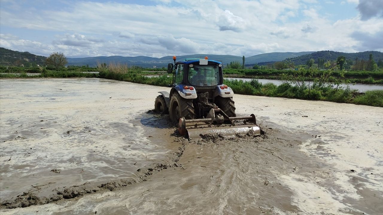 Sinop'ta Çeltik Ekim Sezonu Başladı