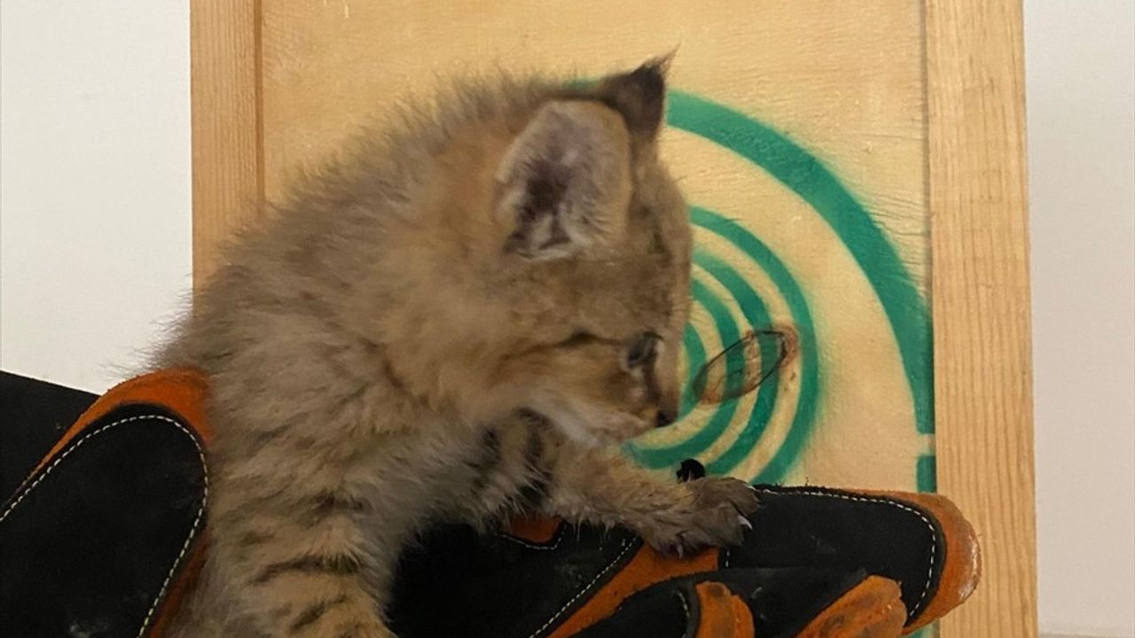 Şırnak'ta Bulunan Saz Kedisi Yavrusu Tedaviye Alındı