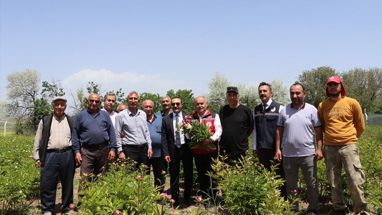 Sivas'ta Şakayık Hasadı Yapıldı