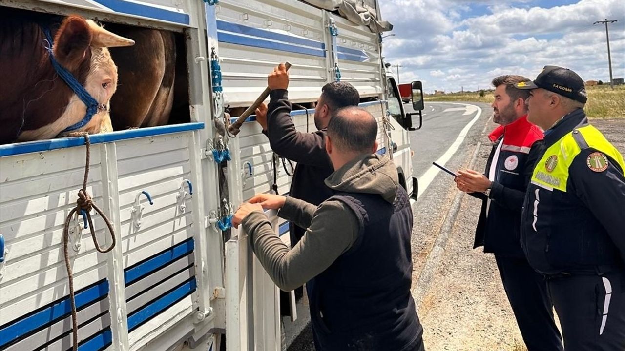 Tekirdağ'da Kaçak Büyükbaş Hayvan Taşımacılığına 105 Bin Lira Ceza