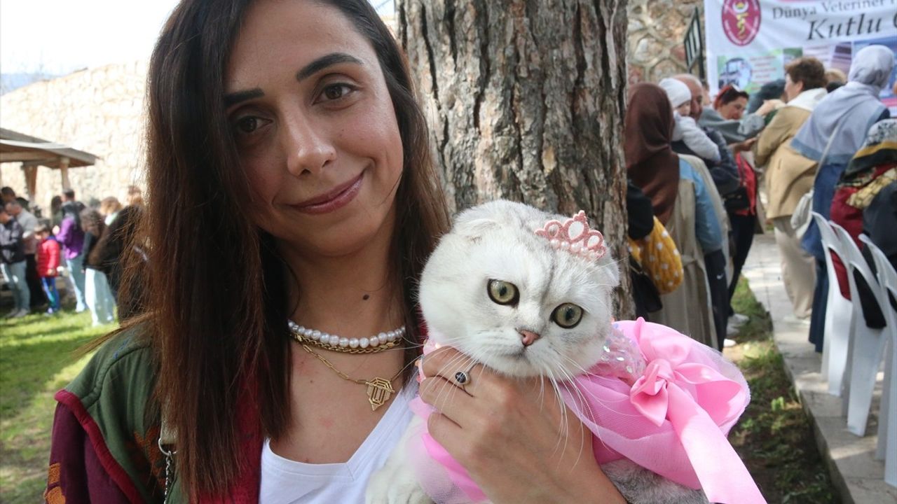 Tokat'ta Kedi Güzellik Yarışması Yapıldı