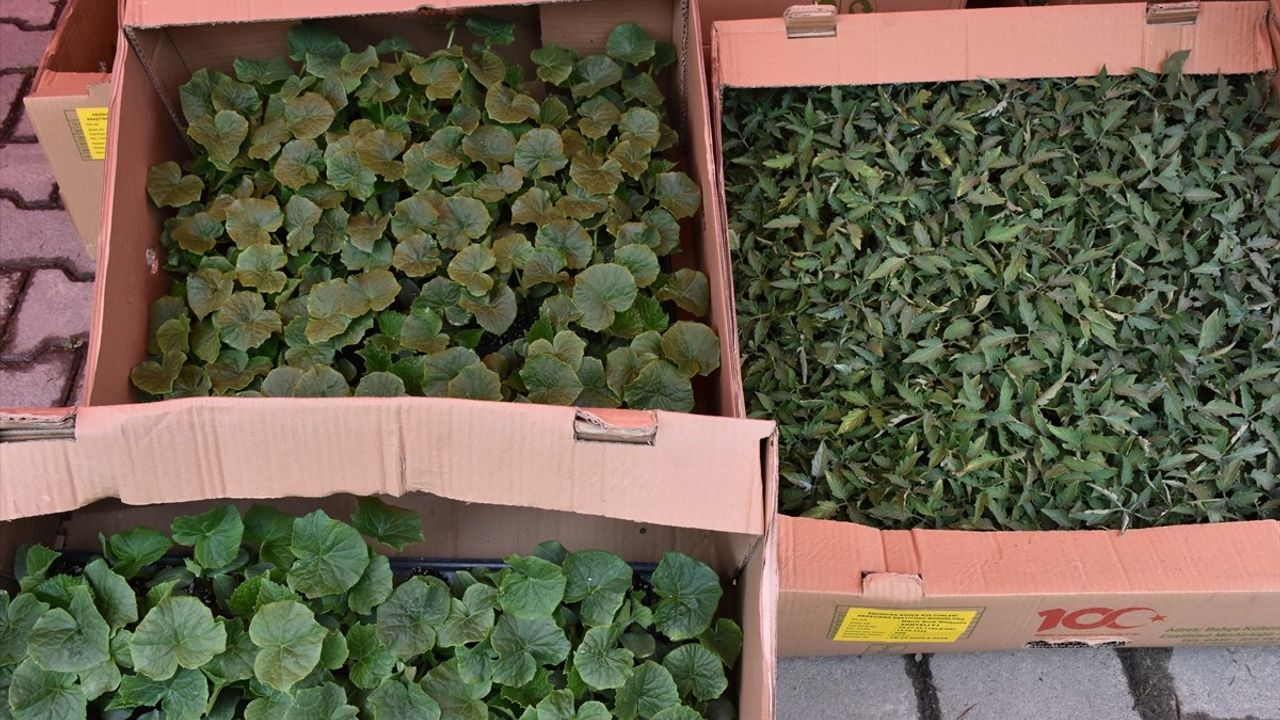Trabzon'da 260 Bin Sebze Fidesi Üreticilere Dağıtıldı
