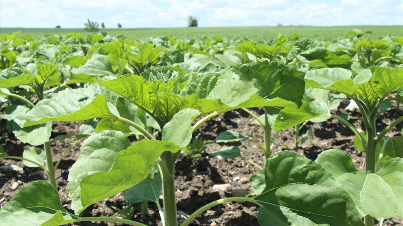 Trakya'da Ayçiçeği Gelişimi Yağışlarla Hızlanıyor
