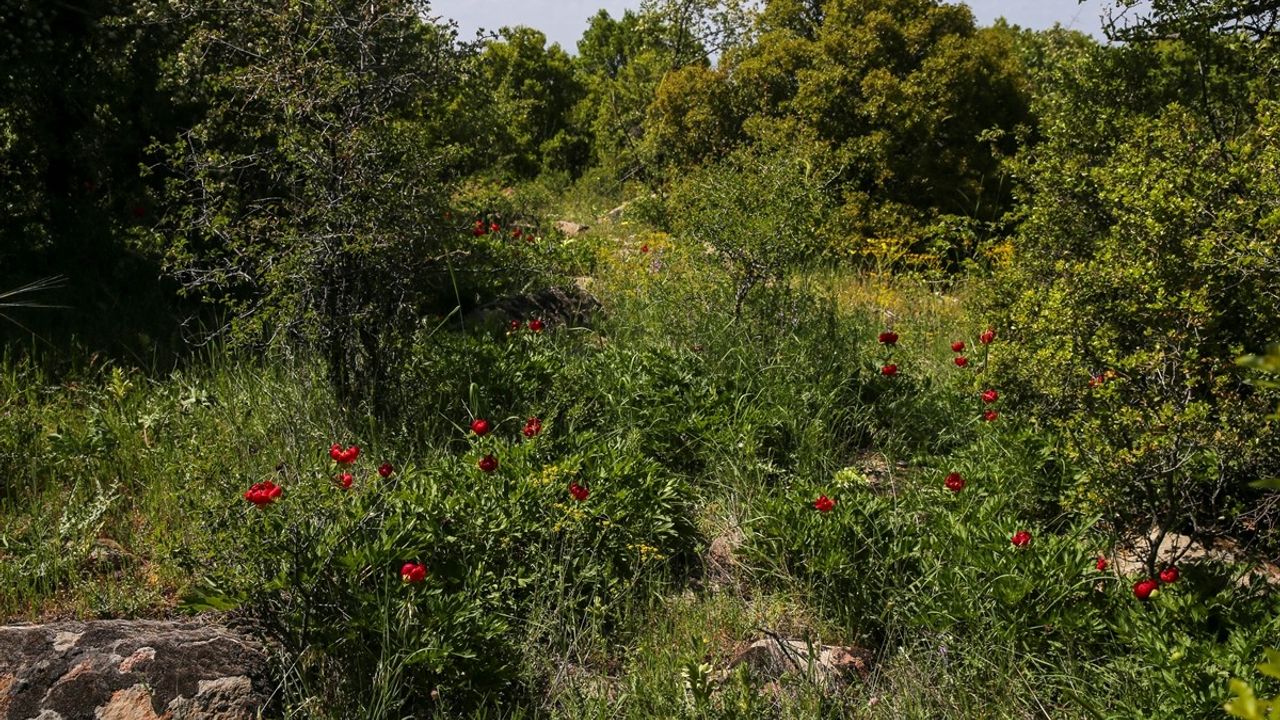 Uşak'ta Ender Görülen İtecik Lalesi Çiçek Açtı