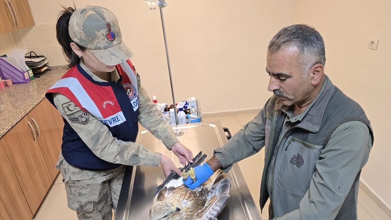 Yaralı Kartal Tedavi Altına Alındı