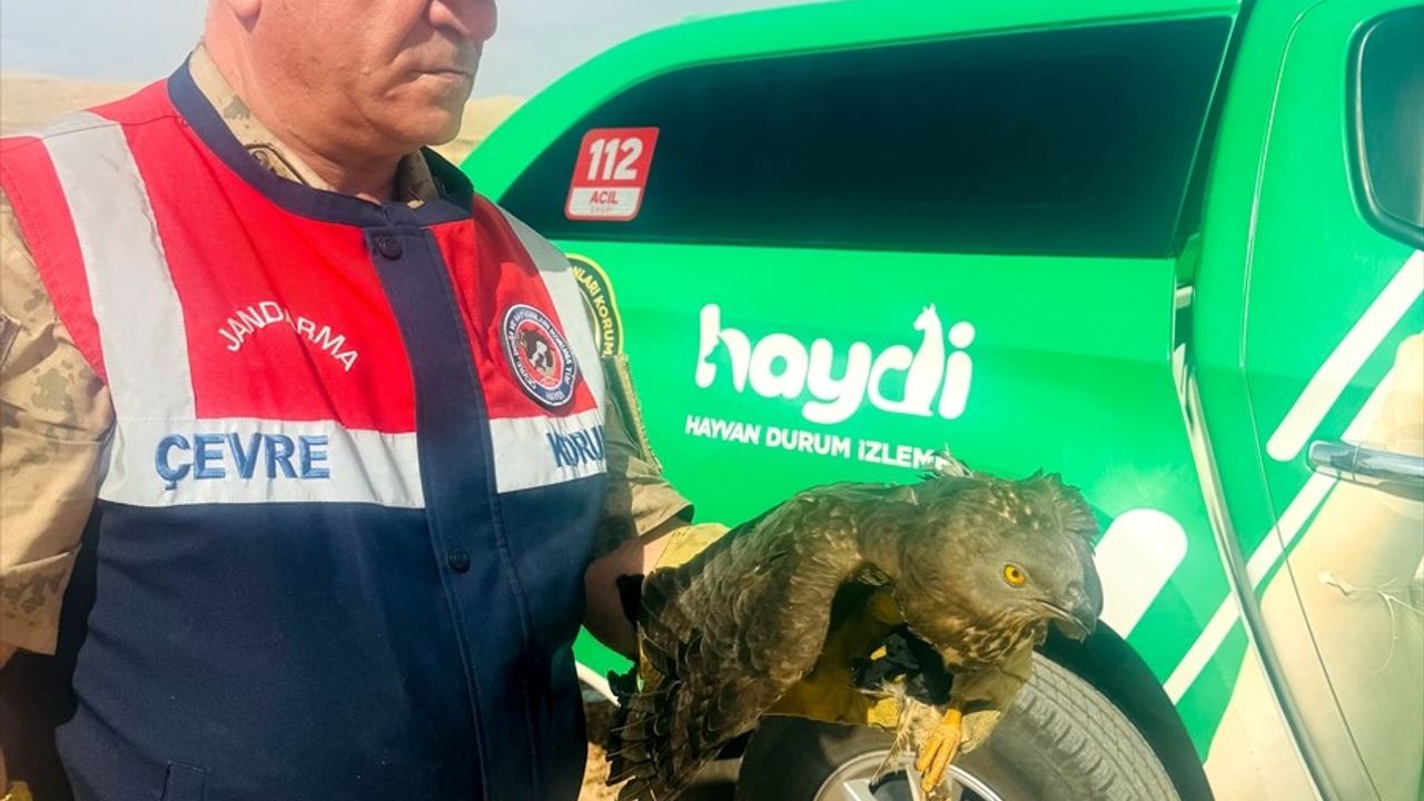 Yaralı Kızıl Şahin Şanlıurfa'da Kurtarıldı