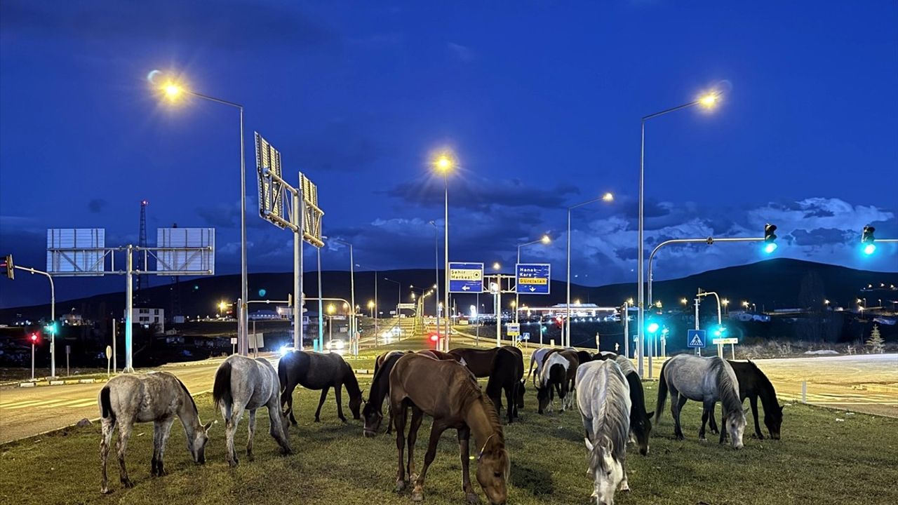 Yılkı Atları Ardahan'da Kara Yoluna İndi