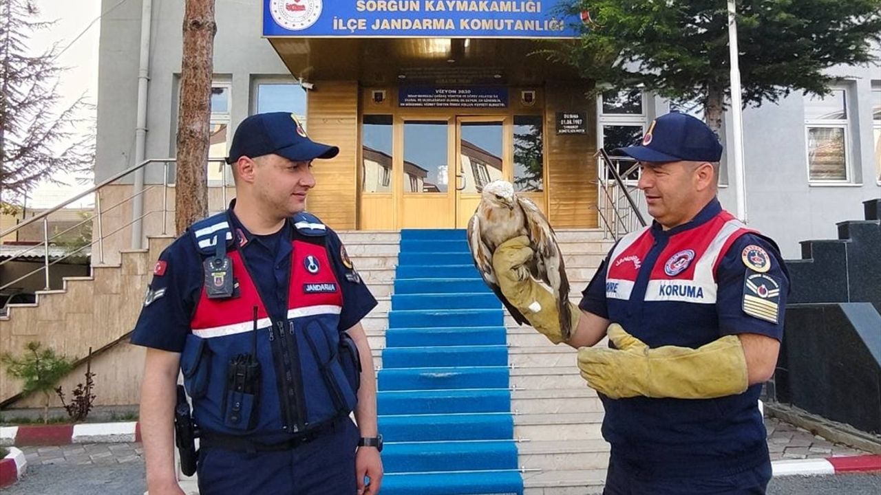 Yozgat'ta Yaralı Şahin Tedavi Edildi