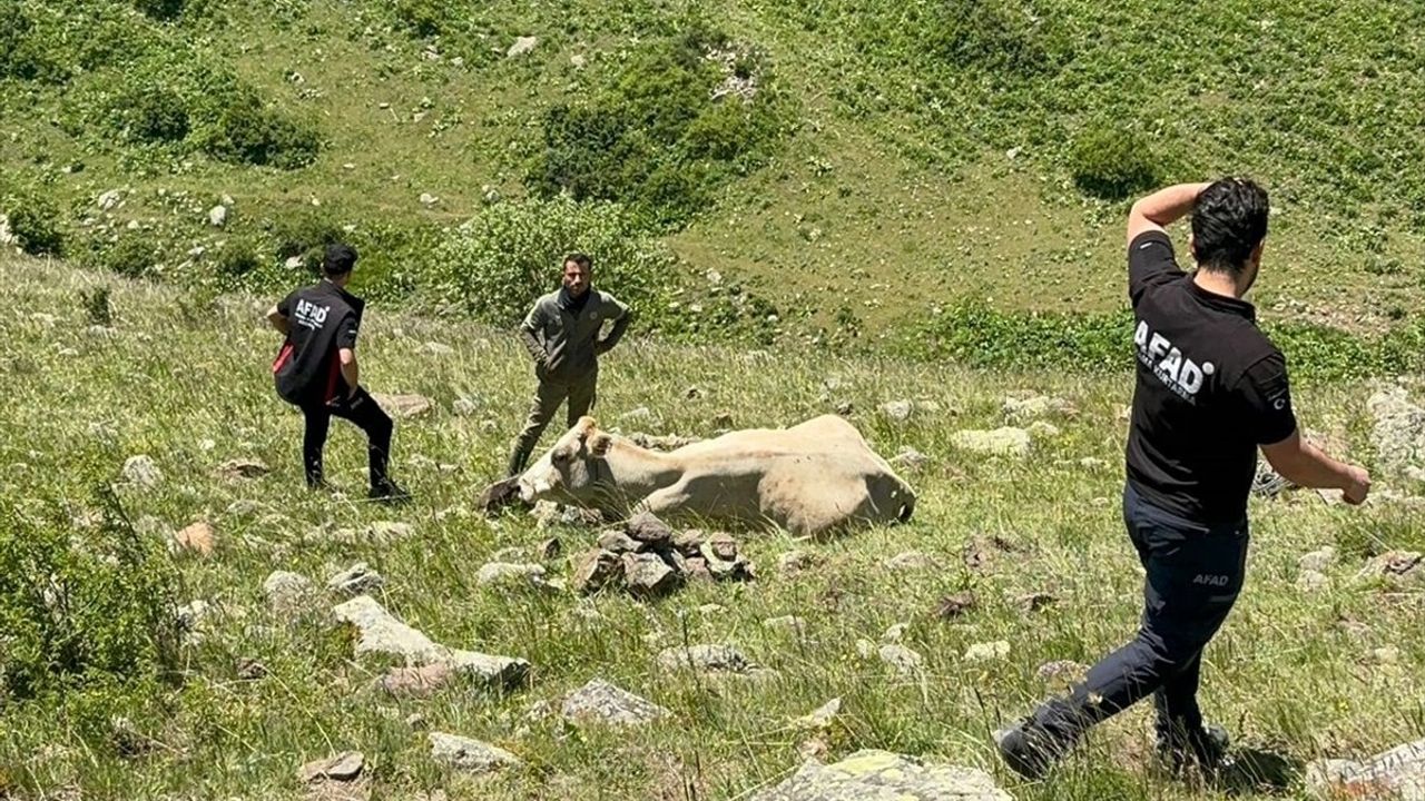 AFAD, Ardahan'da Düşen Büyükbaş Hayvanı Kurtardı