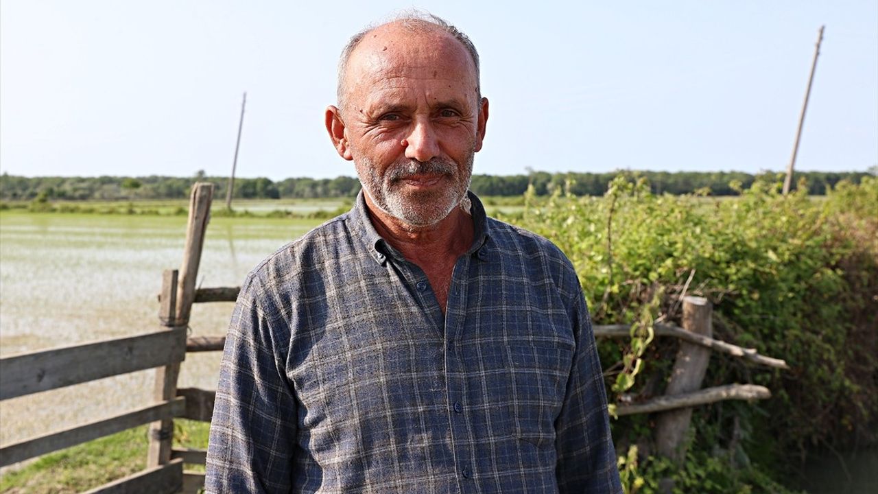 Alaçam'da Çeltik Ekimi: 23 Bin 800 Dekar Alan