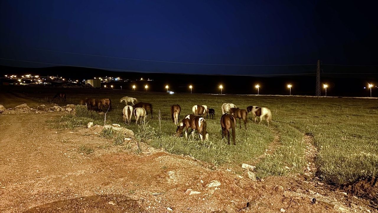 Ardahan'da Yılkı Atlarının Yolda Otlaması Ulaşımı Aksattı