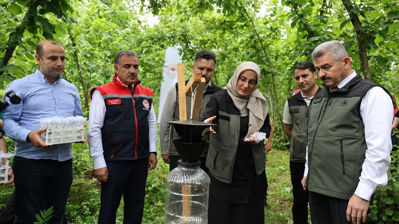 Artvin'de Kahverengi Kokarca ile Mücadelede Samuray Arıları Salındı