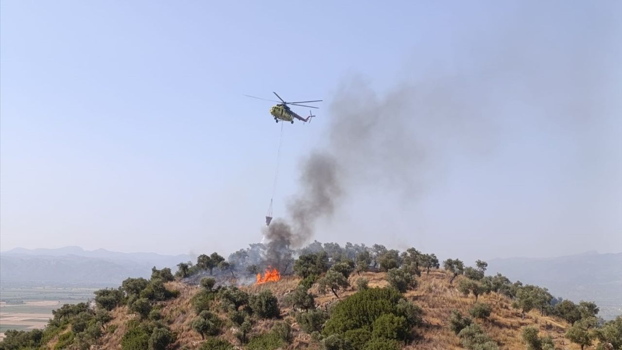 Aydın'da Zeytinlik Yangını Kontrol Altına Alındı