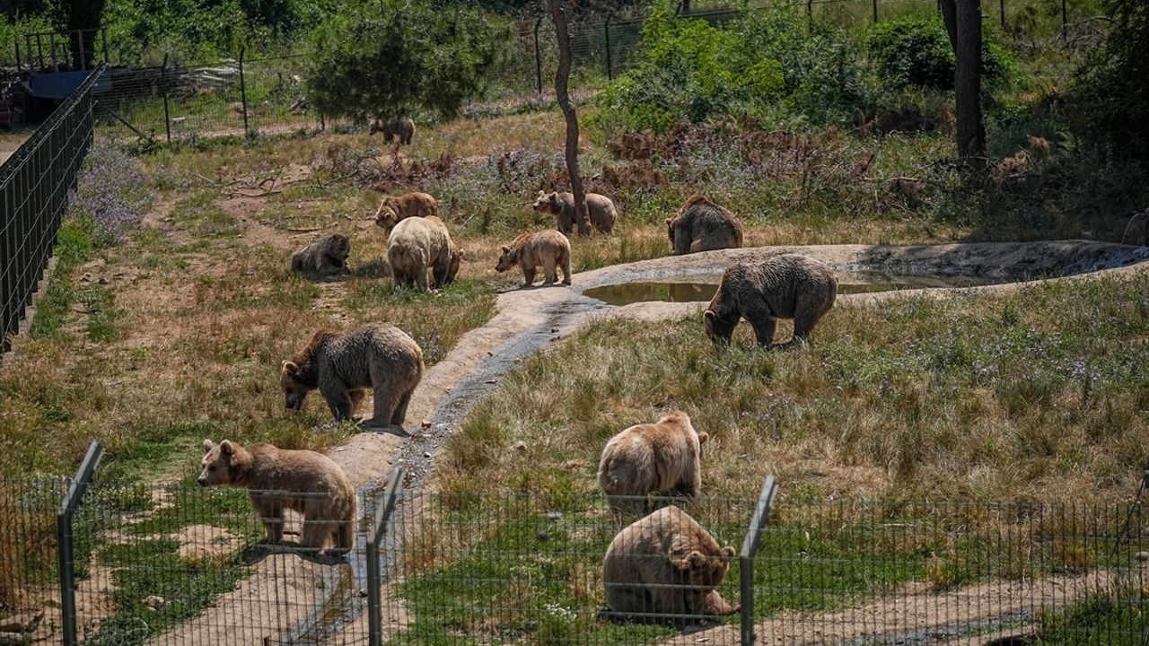 Bursa'daki Ayı Barınağında Yaz Beslenme Programı