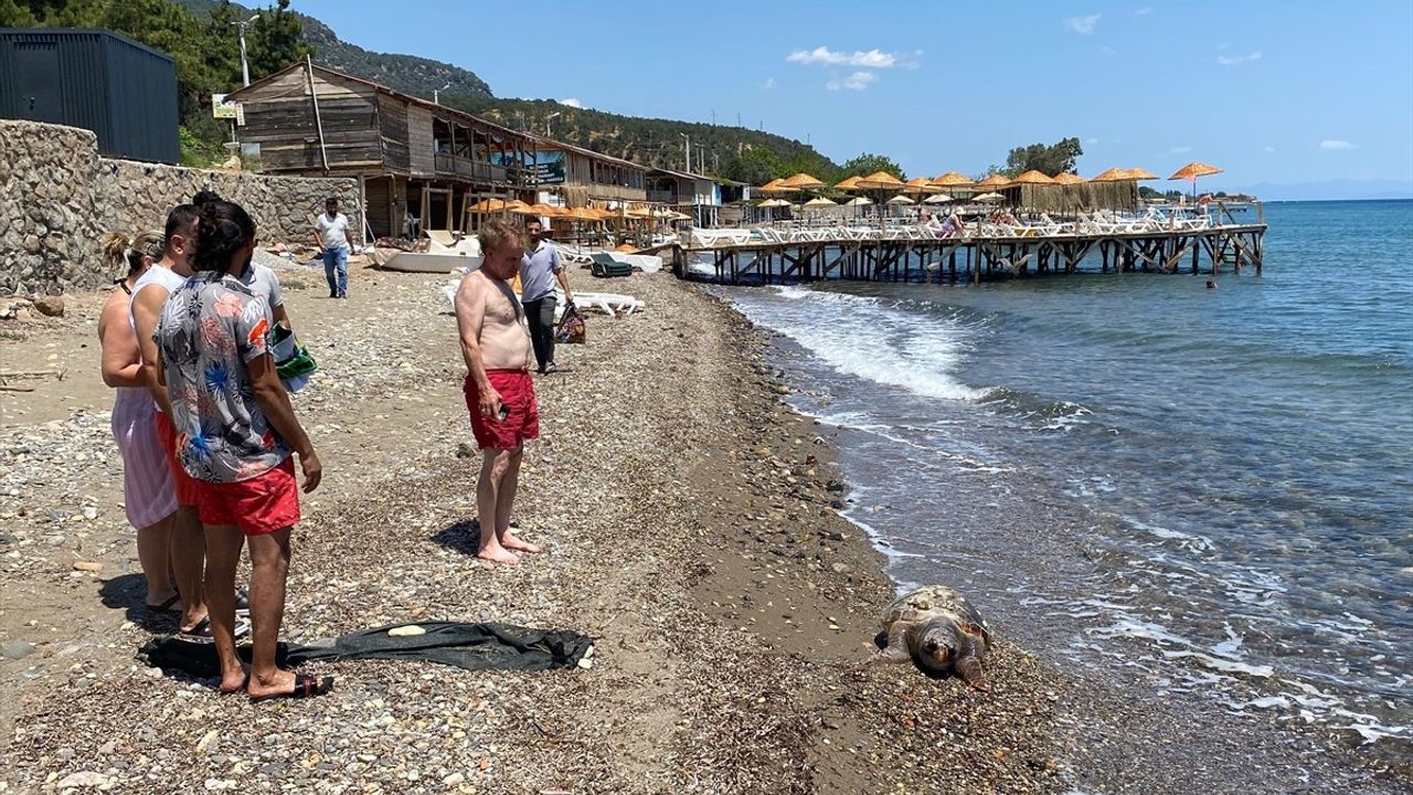 Çanakkale'de Ölü Caretta Caretta Bulundu