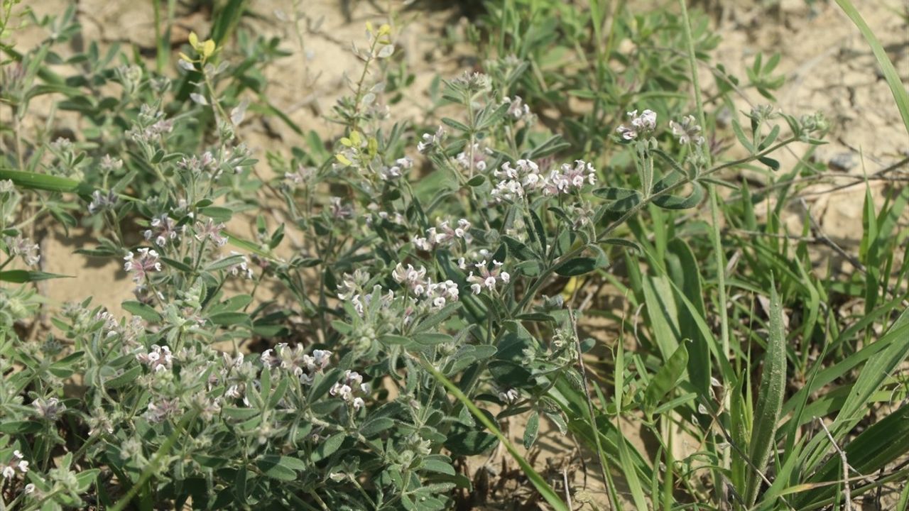 Çankırı'da Yeni Bitki Türü 'Dorycnium vuralii' Keşfedildi
