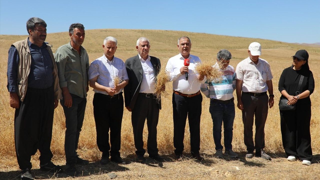 Elazığ'da Kırmızı Mercimek Hasadı Başladı