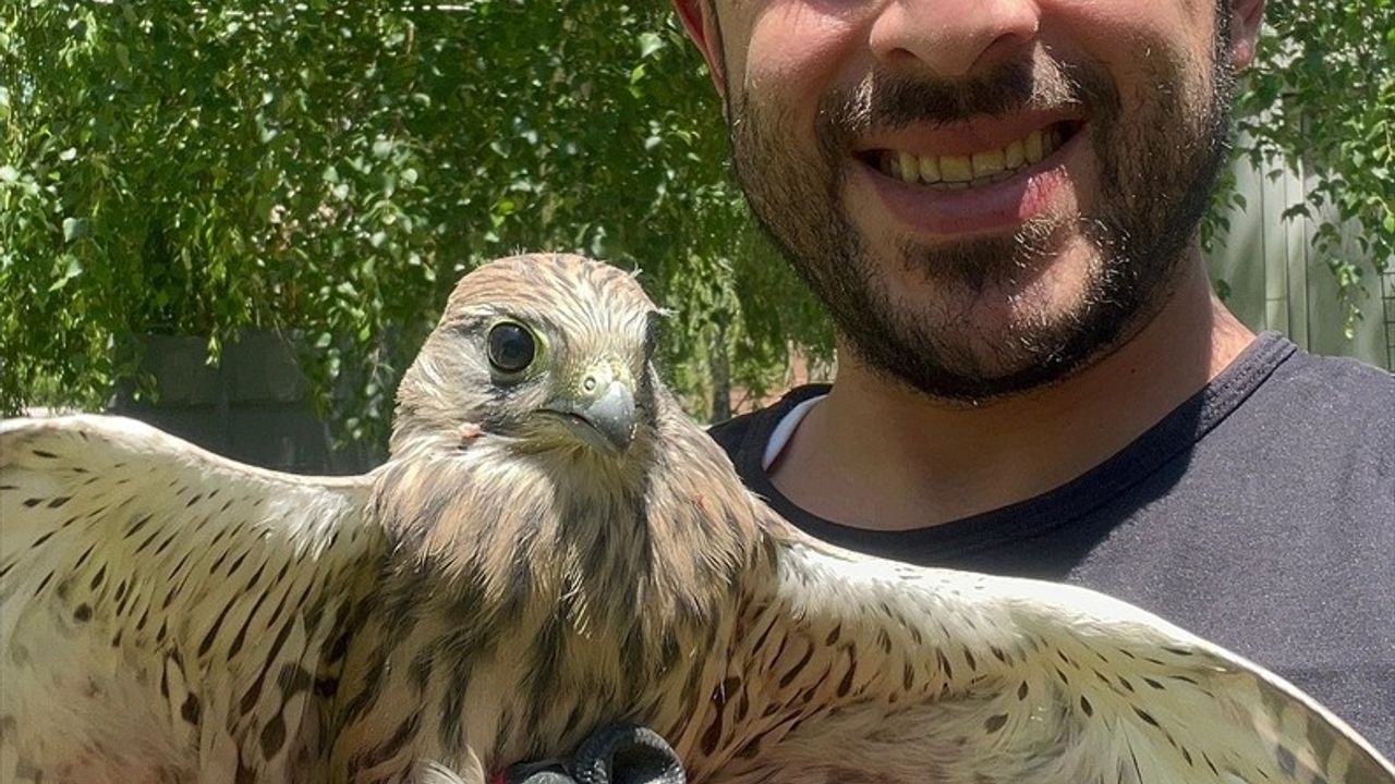 Erzurum'da Kerkenez Doğaya Salındı