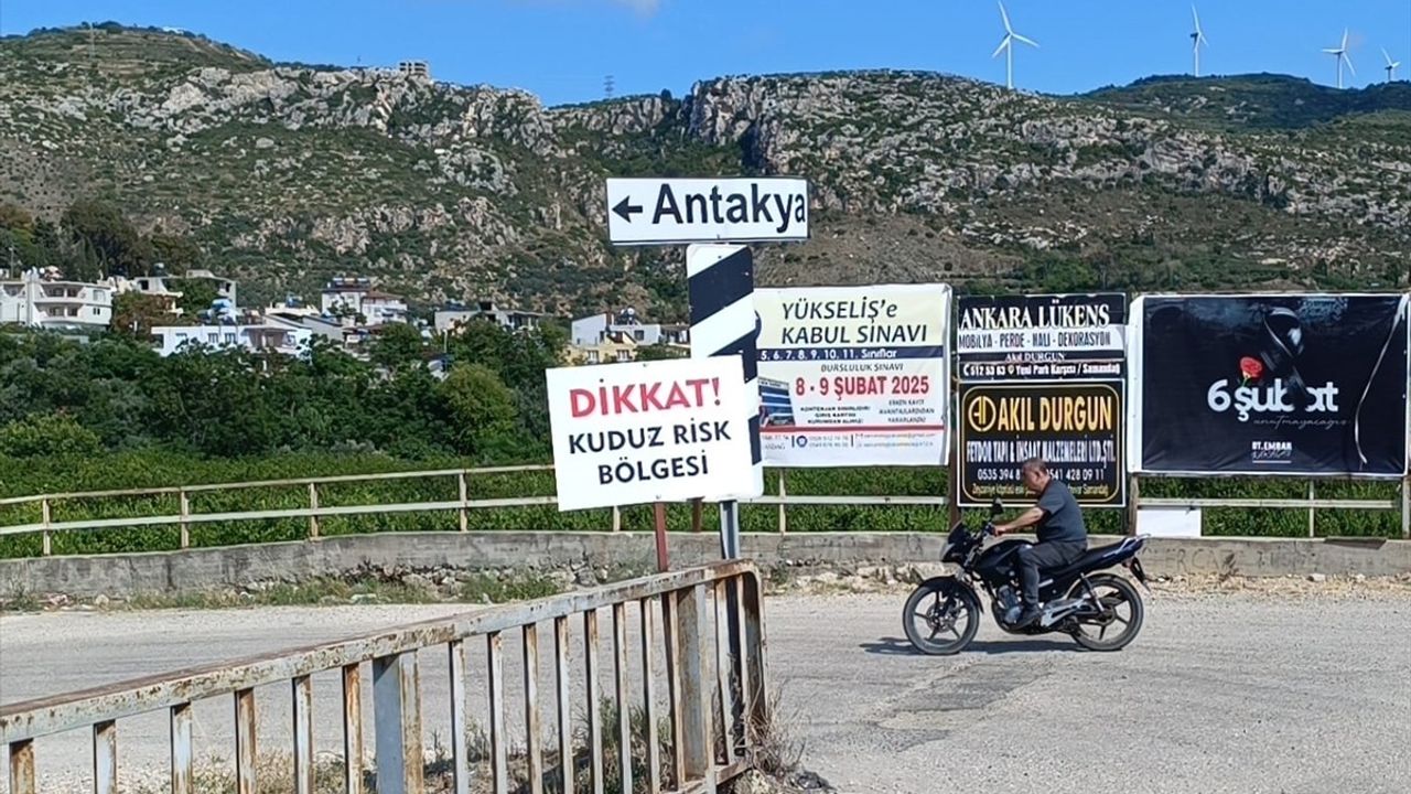 Hatay'da Kuduz Karantinası: Sahipsiz Köpekler Toplanıyor