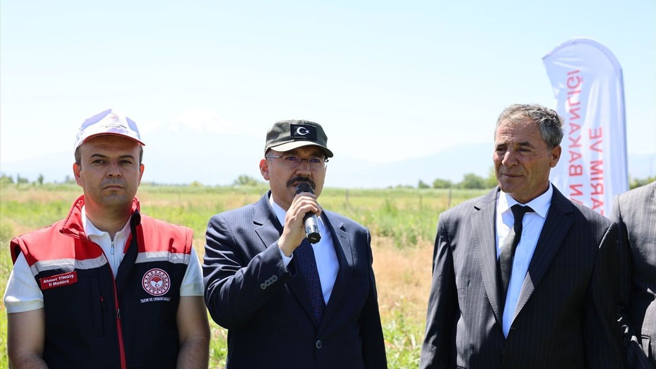 Iğdır'da İlk Karpuz Hasadı Başladı