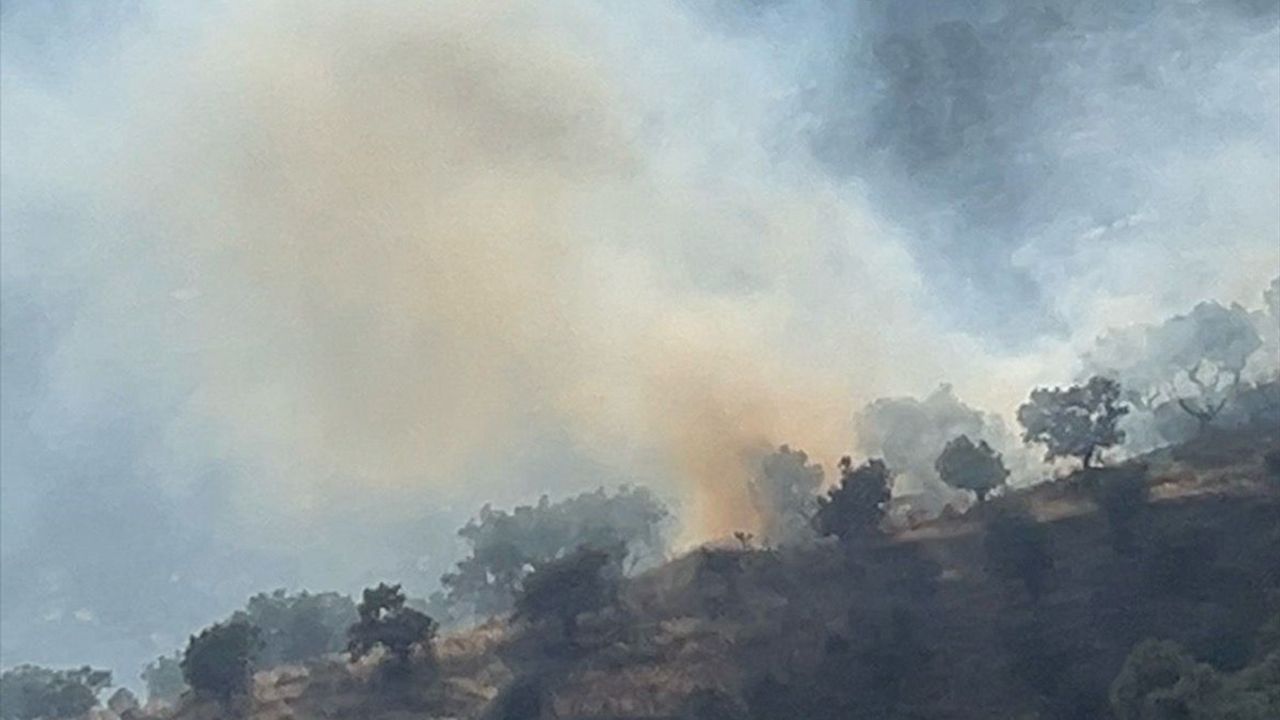 İzmir'de Zeytinlik Alanda Yangın Kontrol Altına Alındı