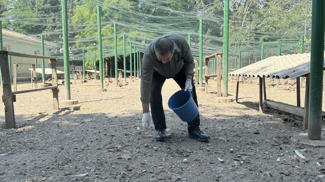 Karadeniz'de Kahverengi Kokarca ile Mücadele İçin 3 Bin Sülün Doğaya Salınacak