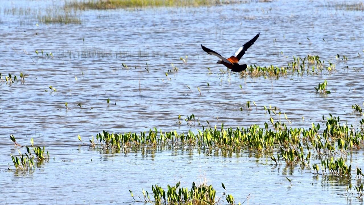 Kars'ın Sarıkamış İlçesi Renk Cümbüşüne Dönüştü