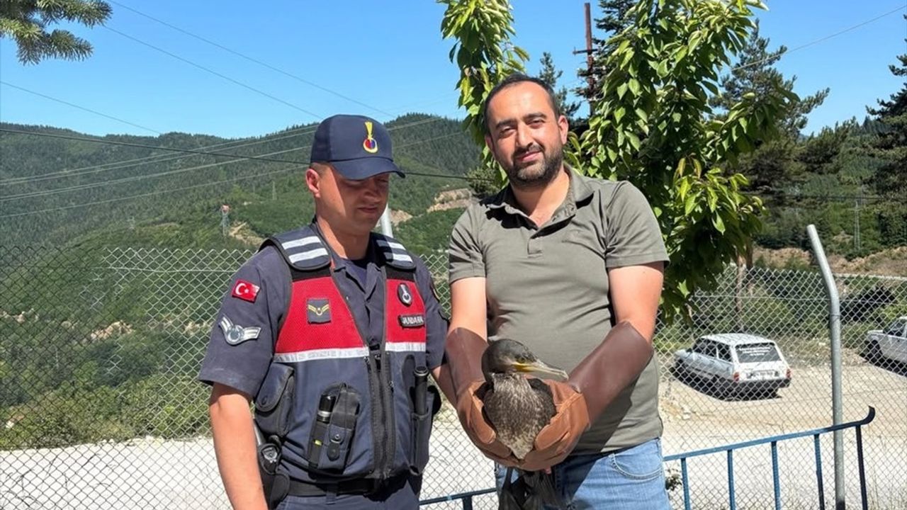 Kastamonu'da Yaralı Kuşlar Doğaya Salındı