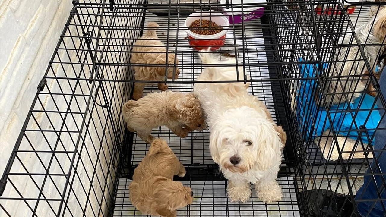 Kırklareli'nde Kaçak Hayvan Ticareti Önleniyor