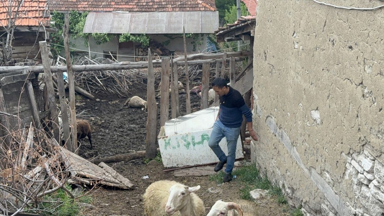 Kütahya'da Kurt Saldırısı: 11 Koyun Telef Oldu