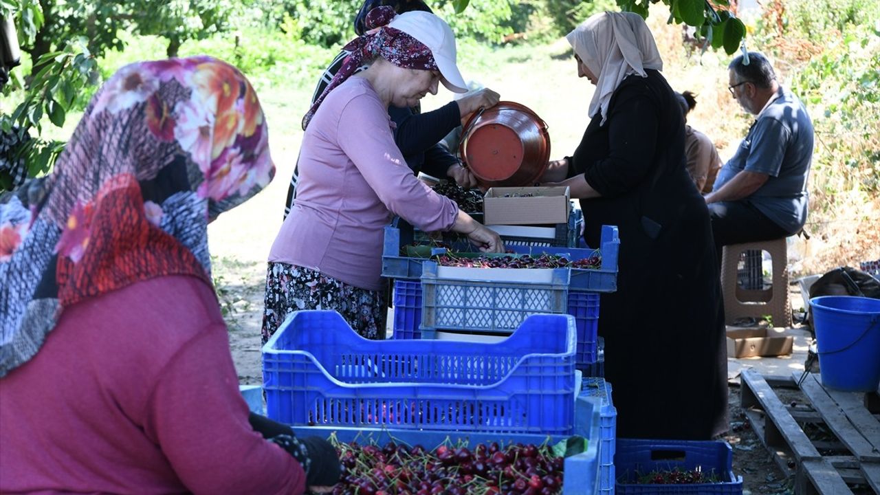 Lapseki Kirazı İhracatta Zirveye Koşuyor