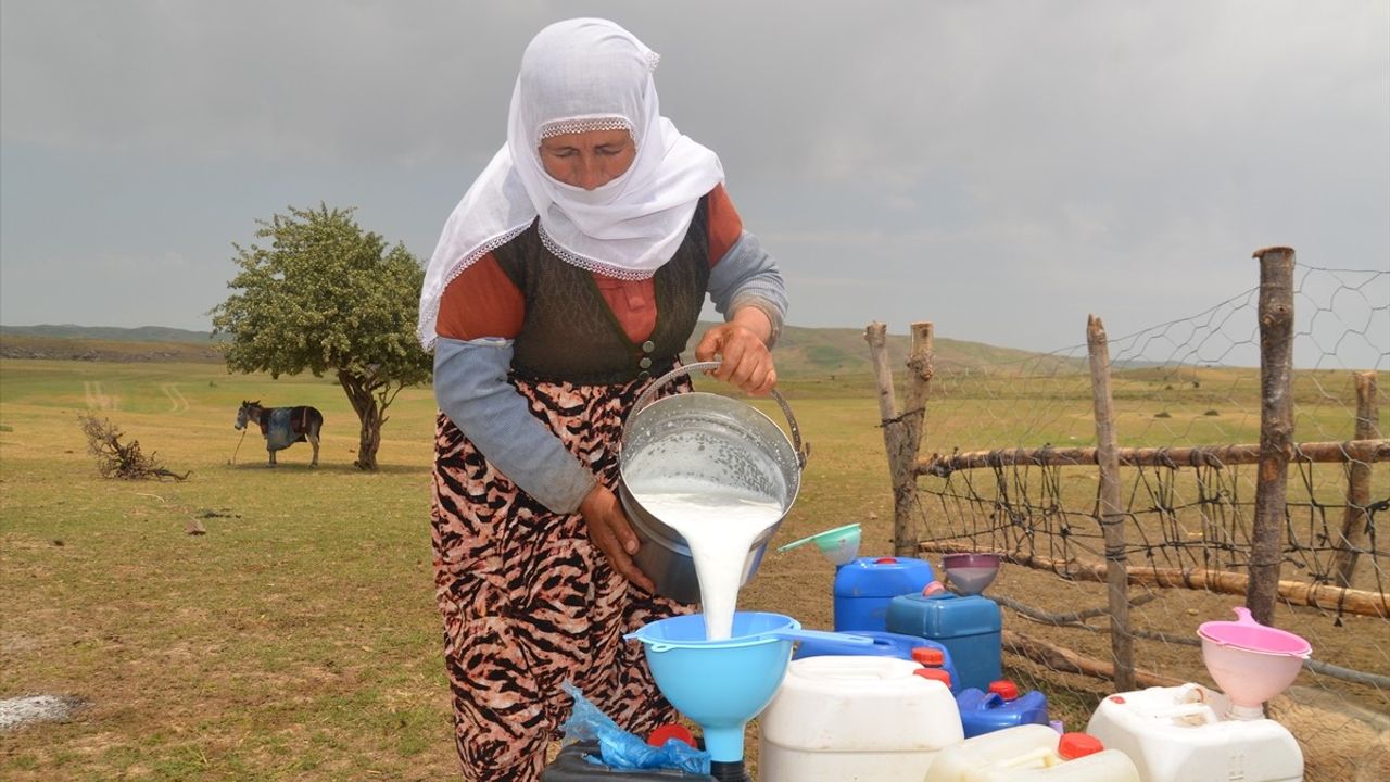 Muş'ta Berivanlar zorlu Süt Sağım Yolculuğuna Çıkıyor