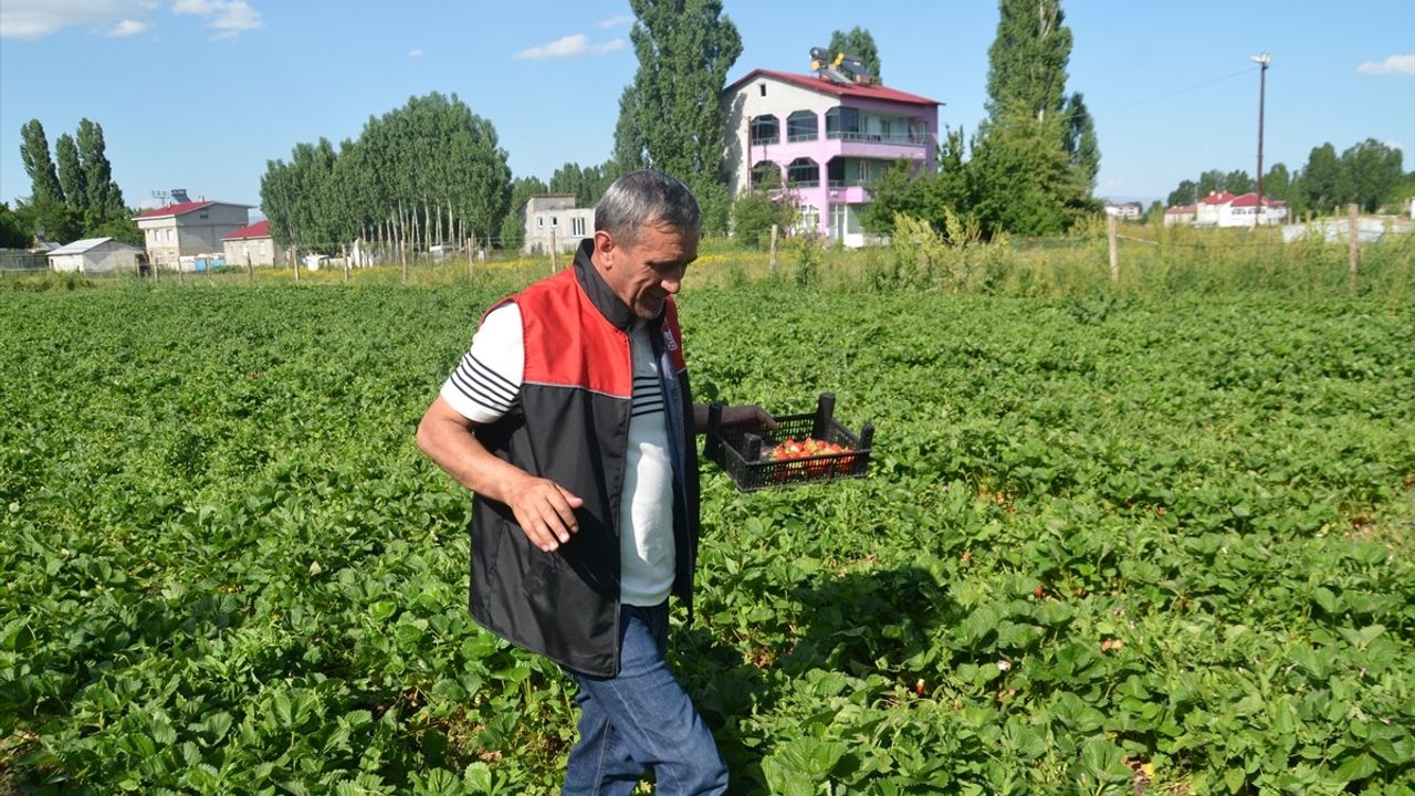 Muş'ta Çilek Hasadı Başladı