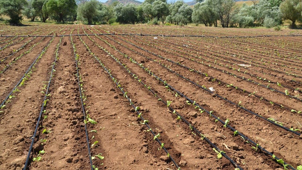 Muş'ta Tütün Ekimine Başlandı