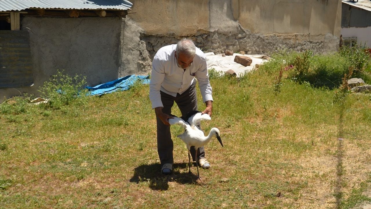 Muş'ta Yuvadan Düşen Leylek Yavrusu Tedavi Ediliyor