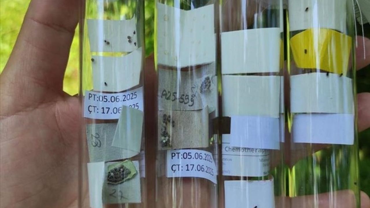 Rize'de Kahverengi Kokarca ile Mücadelede 50 Bin Samuray Arısı Doğaya Salındı