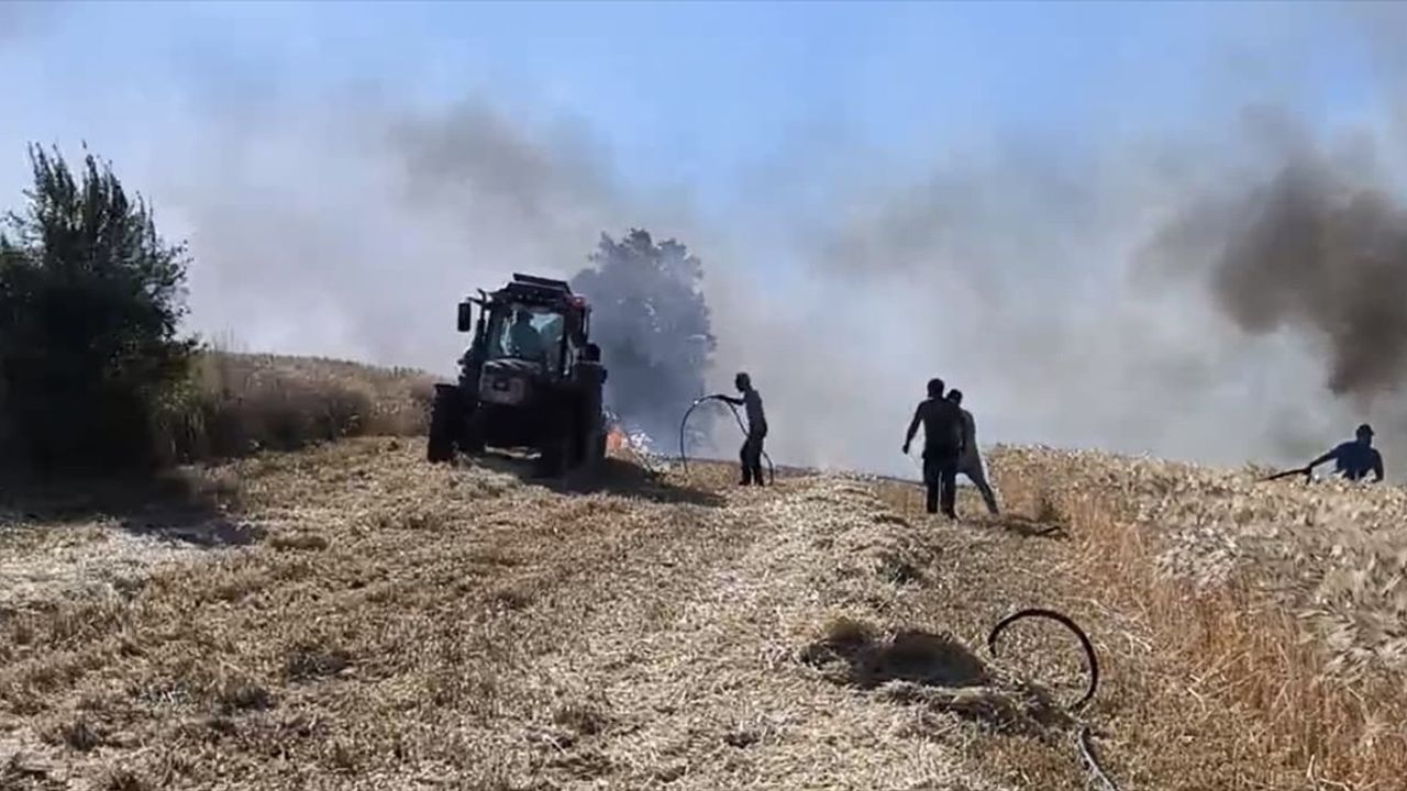 Samsun'da Yangın Felaketi: 11 Dönüm Buğday Tahrip Oldu