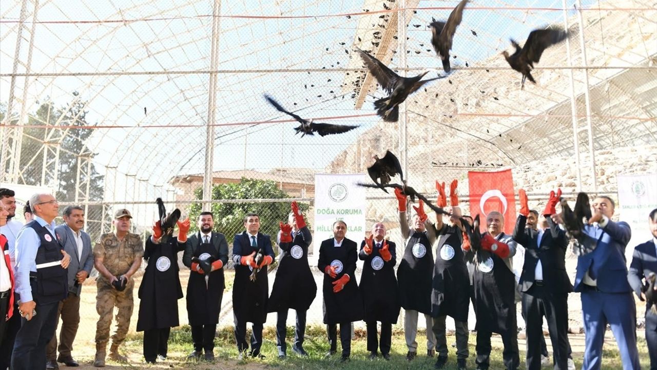 Şanlıurfa'da 45 Kelaynak Doğaya Salındı