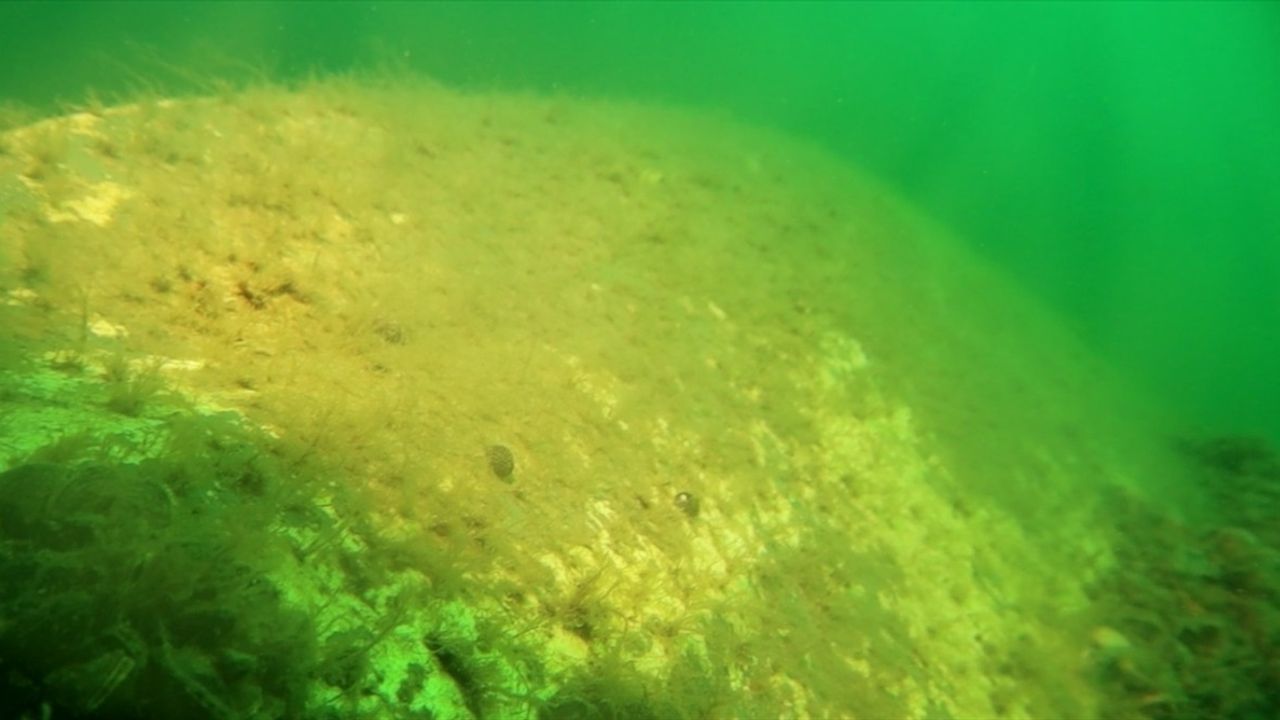Sapanca Gölü'nde 53 Yıl Sonra Uçak Enkazı Görüntülendi