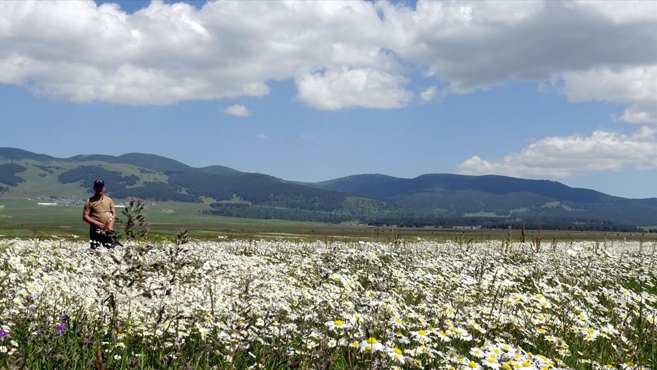 Sarıkamış'ta Mevsimlerin Renk Cümbüşü