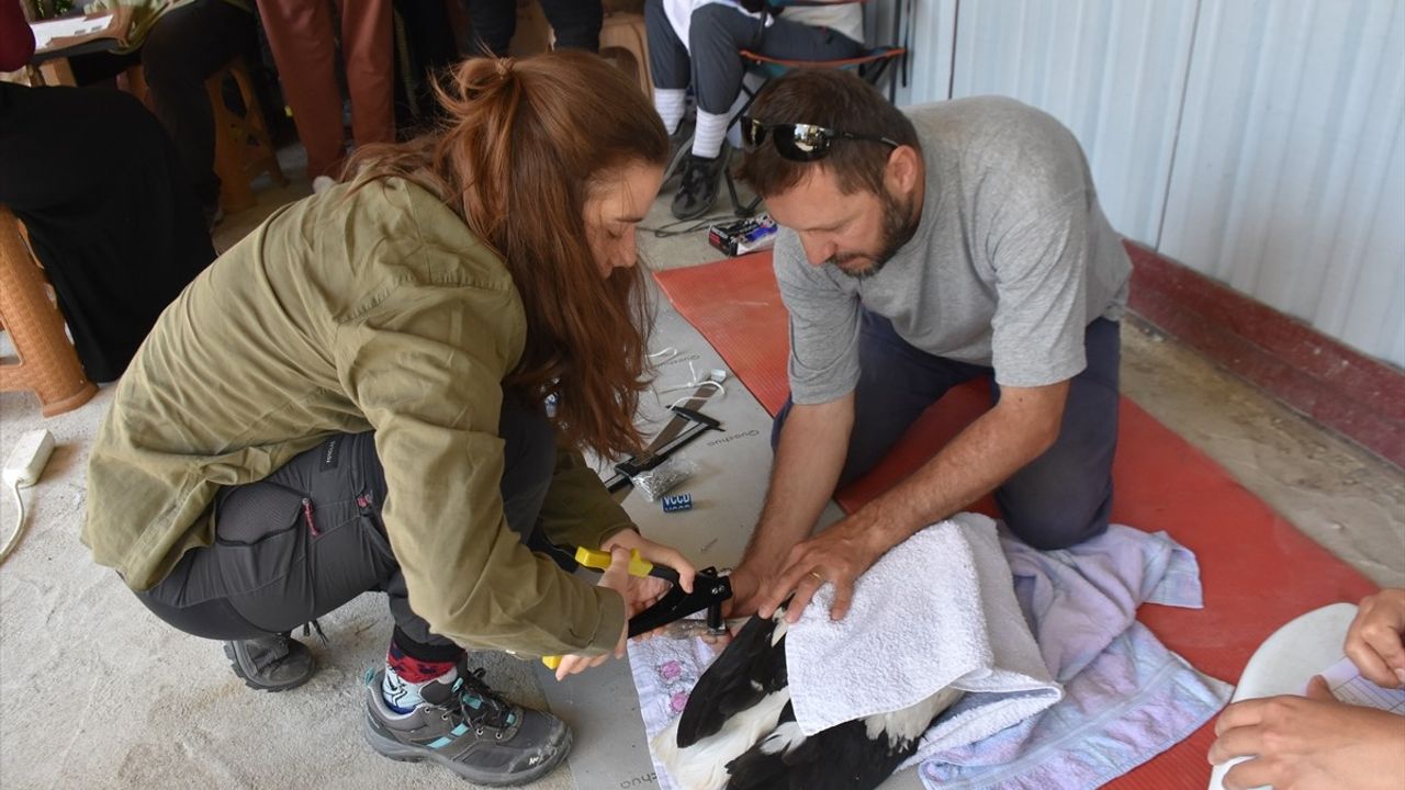Sinop'ta 82 Leylek Yavrusu Sağlık Kontrolünden Geçti