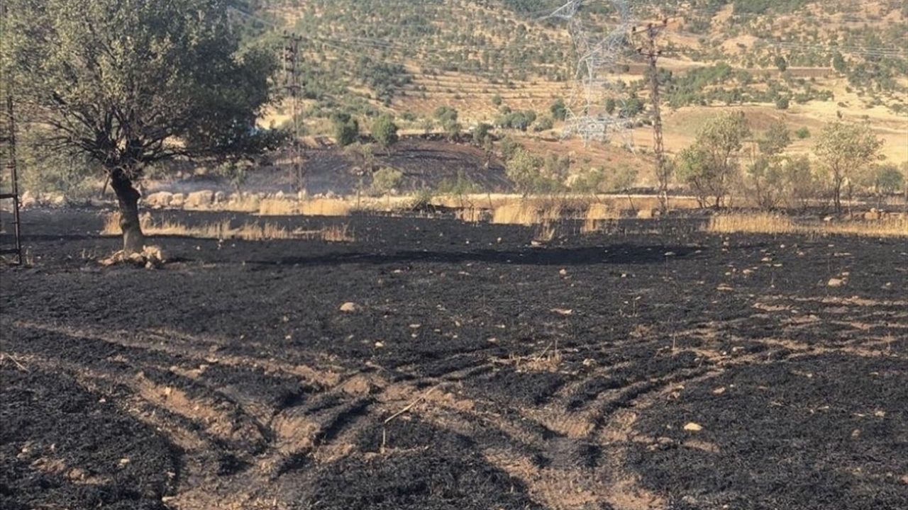 Şırnak'ta Yangın: 50 Dönüm Buğday Alanı Zarar Gördü