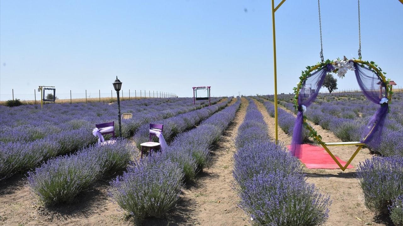 Tekirdağ'da Lavanta Bahçeleri Ziyaretçilerini Bekliyor