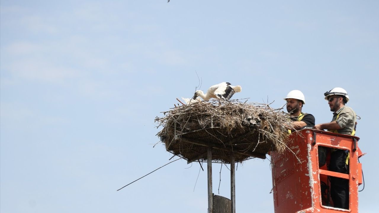 Tekirdağ'da Şah Kartal ve Leylek Yavrularına Halkalama Çalışması
