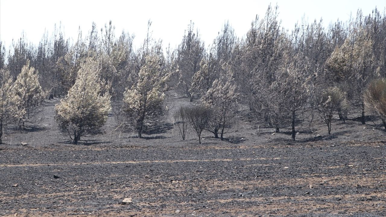 Tekirdağ'daki Orman Yangını Kontrol Altına Alındı