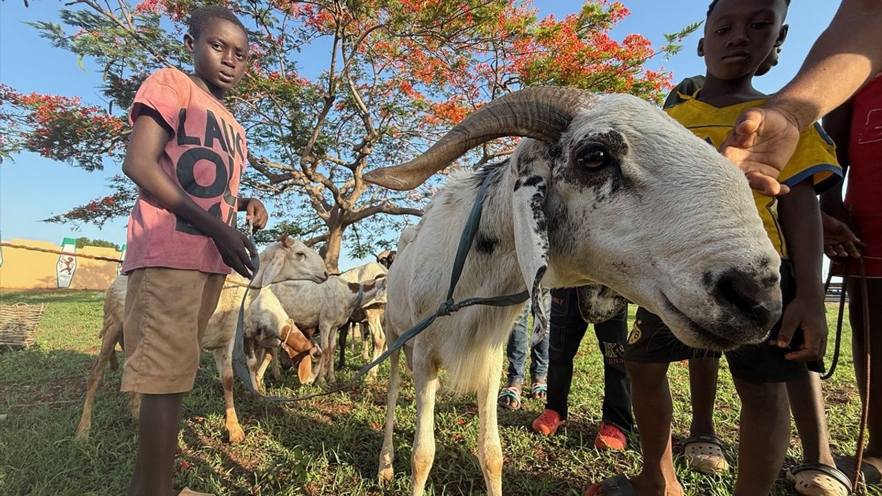 Türkiye Diyanet Vakfı Togo'da 20 Bin Aileye Kurban Eti Dağıtacak